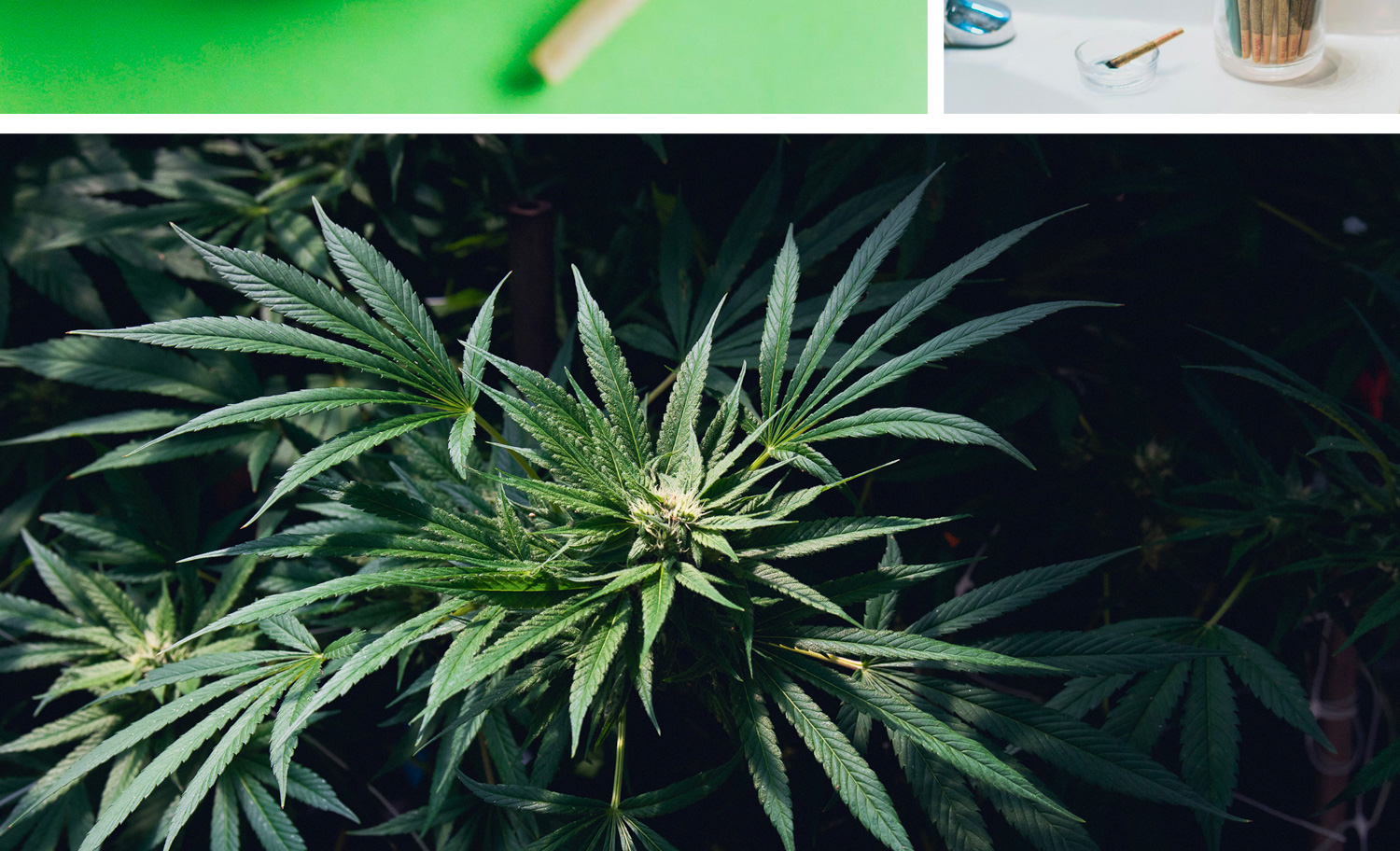 1500x912 zoerain cresco 05 opt