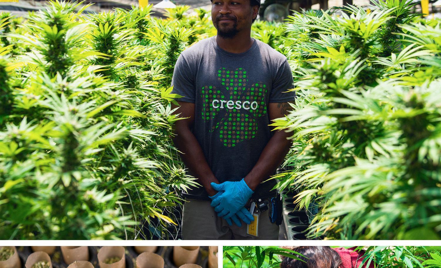 1500x912 zoerain cresco 14 opt