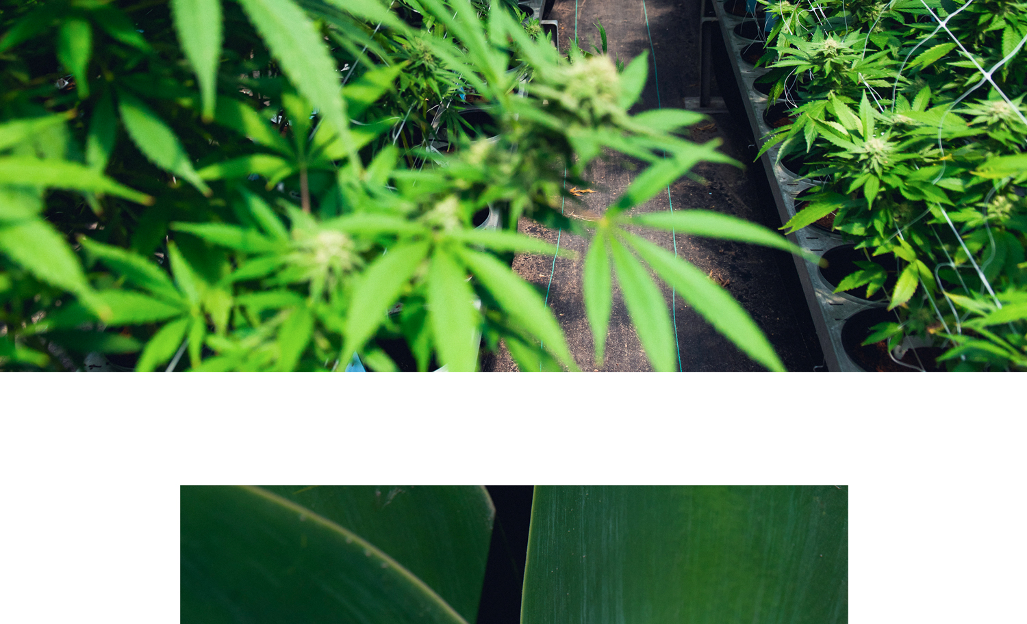 1500x912 zoerain cresco 16