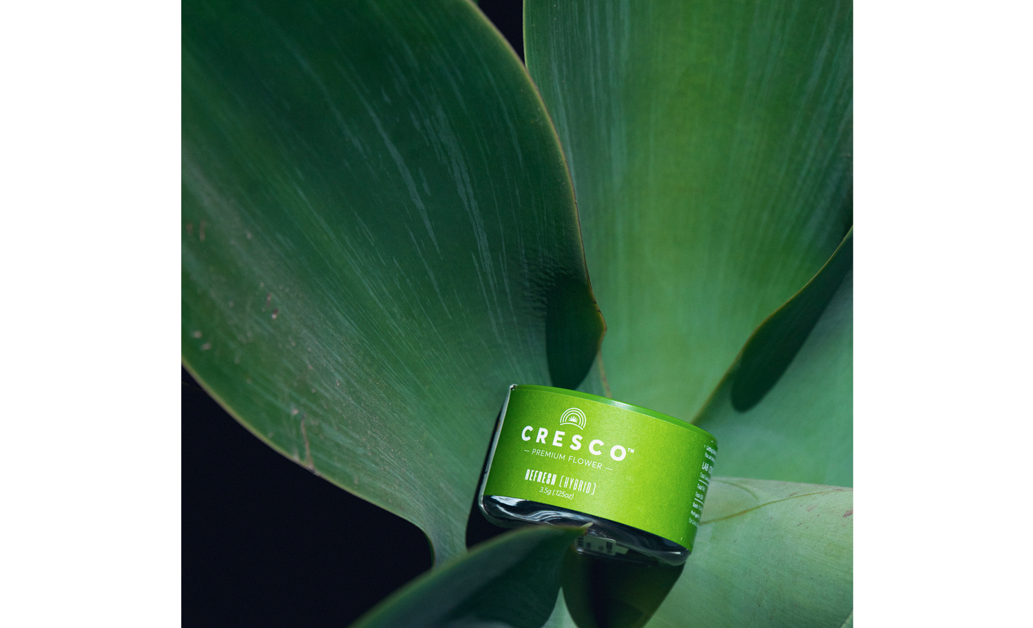 1500x912 zoerain cresco 17