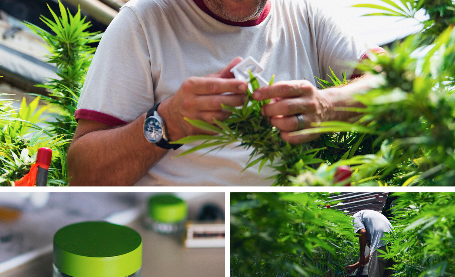 1500x912 zoerain cresco 19 opt