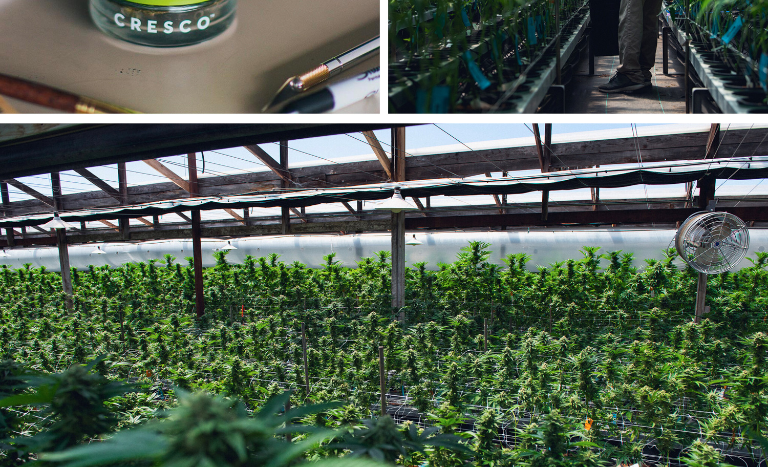 1500x912 zoerain cresco 20 opt